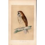 Short Eared Owl Rev Morris Antique History of British Birds Engraving.