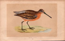 Brown Snipe Rev Morris Antique History of British Birds Engraving.