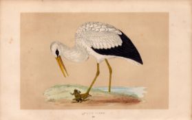 White Stork Rev Morris Antique History of British Birds Engraving.