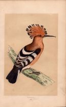 Hoopoe Rev Morris Antique History of British Birds Engraving.