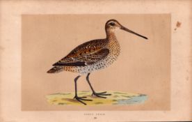Great Snipe Rev Morris Antique History of British Birds Engraving.