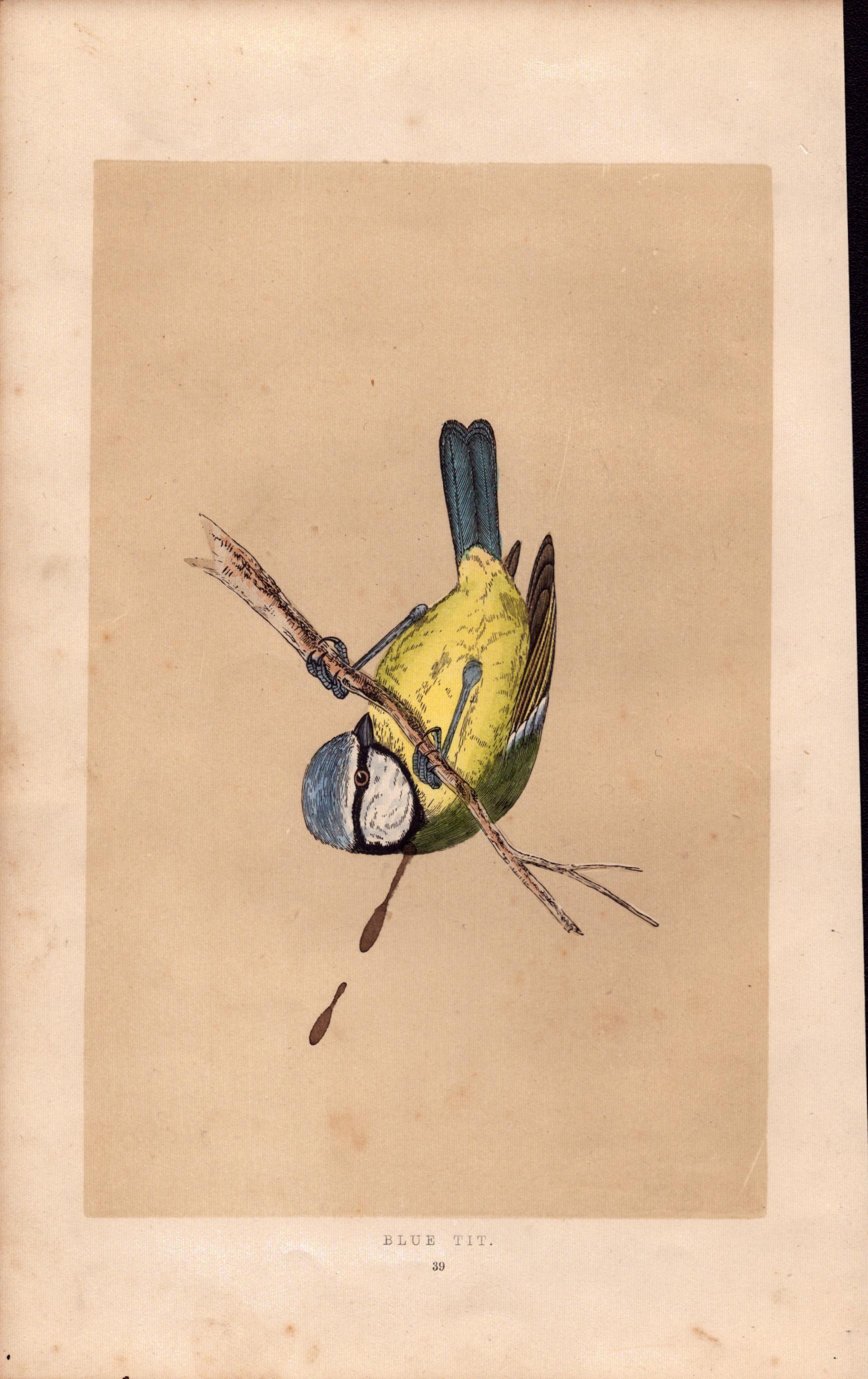 Blue Tit Rev Morris Antique History of British Birds Engraving.