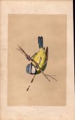 Blue Tit Rev Morris Antique History of British Birds Engraving.