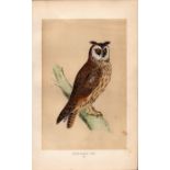 Long Eared Owl Rev Morris Antique History of British Birds Engraving.