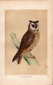 Long Eared Owl Rev Morris Antique History of British Birds Engraving.