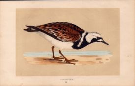 Turnstone Rev Morris Antique History of British Birds Engraving.