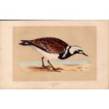 Turnstone Rev Morris Antique History of British Birds Engraving.