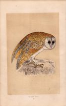 White Owl Rev Morris Antique History of British Birds Engraving.