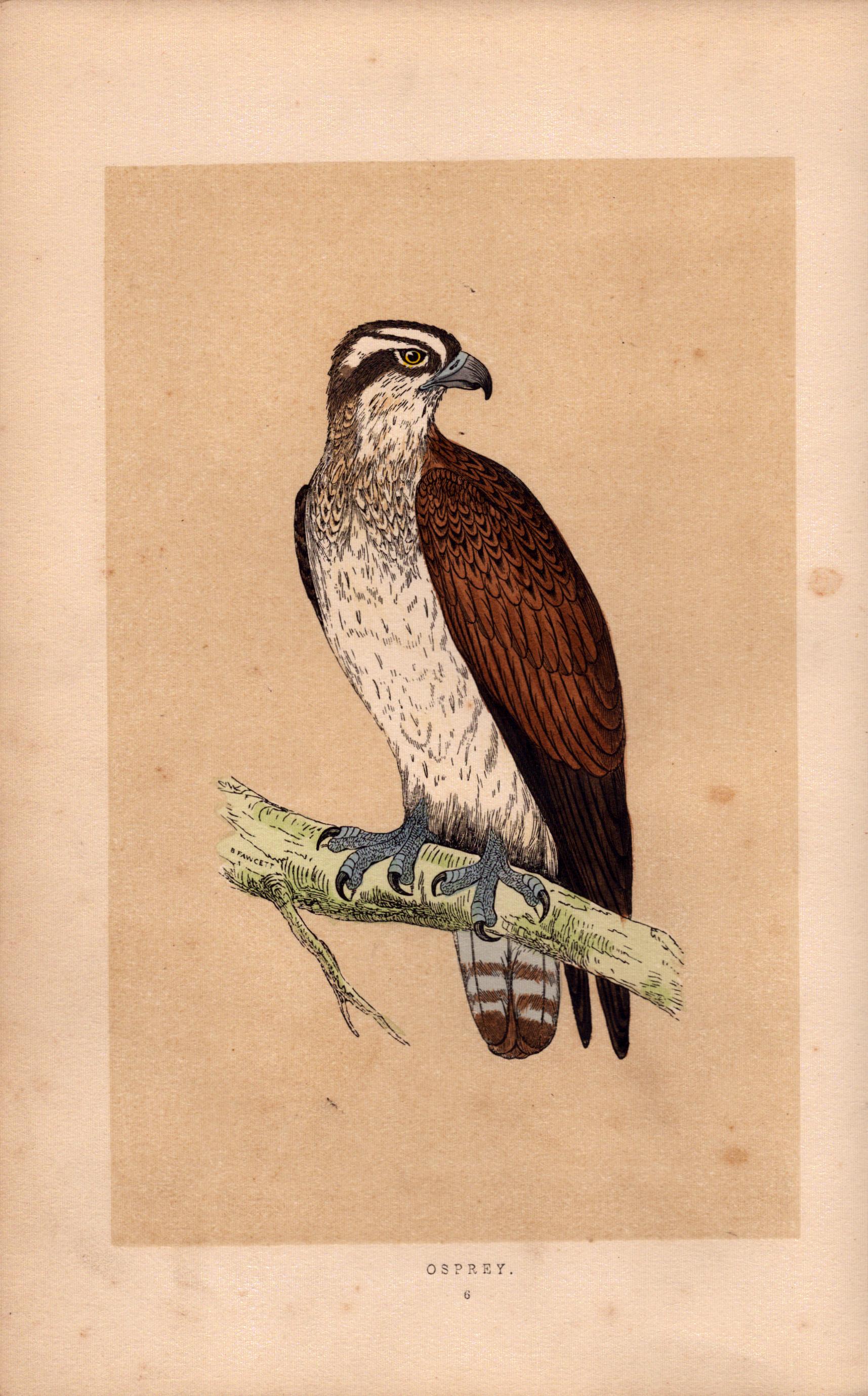 Osprey Rev Morris Antique History of British Birds Engraving.