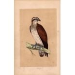 Osprey Rev Morris Antique History of British Birds Engraving.