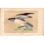 Hen Harrier Rev Morris Antique History of British Birds Engraving.