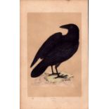 Raven Rev Morris Antique History of British Birds Engraving.