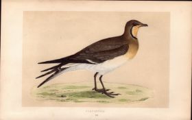 Pratincole Rev Morris Antique History of British Birds Engraving.