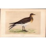 Pratincole Rev Morris Antique History of British Birds Engraving.