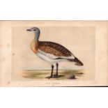 Great Bustard Rev Morris Antique History of British Birds Engraving.