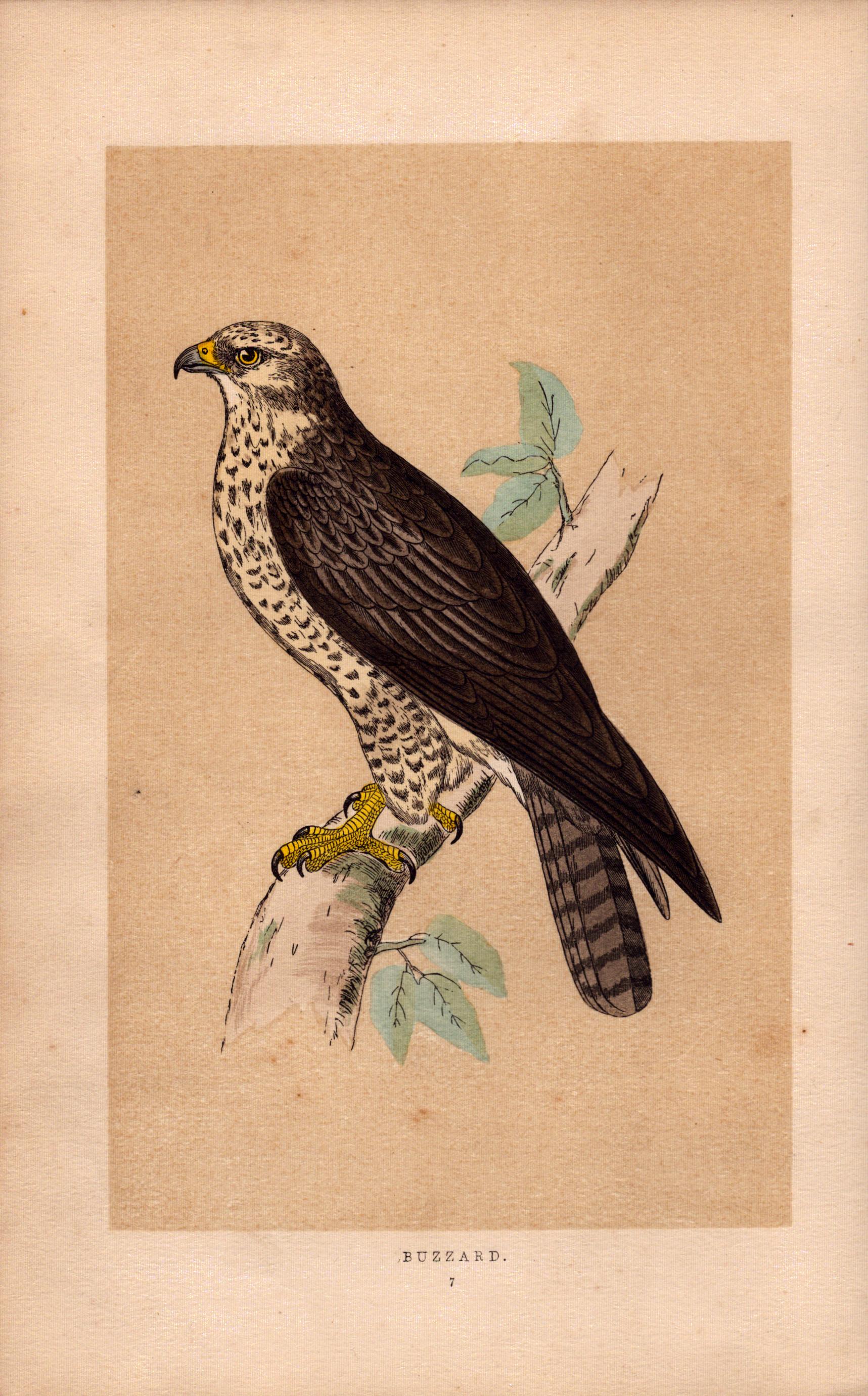 Buzzard Rev Morris Antique History of British Birds Engraving.