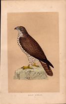 Honey Buzzard Rev Morris Antique History of British Birds Engraving.