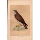 Honey Buzzard Rev Morris Antique History of British Birds Engraving.