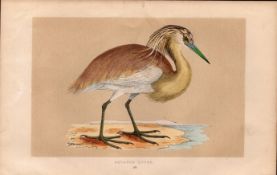 Squacco Heron Rev Morris Antique History of British Birds Engraving.