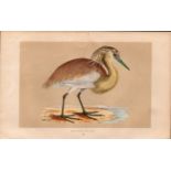 Squacco Heron Rev Morris Antique History of British Birds Engraving.