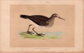Peetoral Sandpiper Rev Morris Antique History of British Birds Engraving.