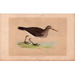 Peetoral Sandpiper Rev Morris Antique History of British Birds Engraving.