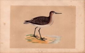Wood Sandpiper Rev Morris Antique History of British Birds Engraving.