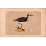 Wood Sandpiper Rev Morris Antique History of British Birds Engraving.