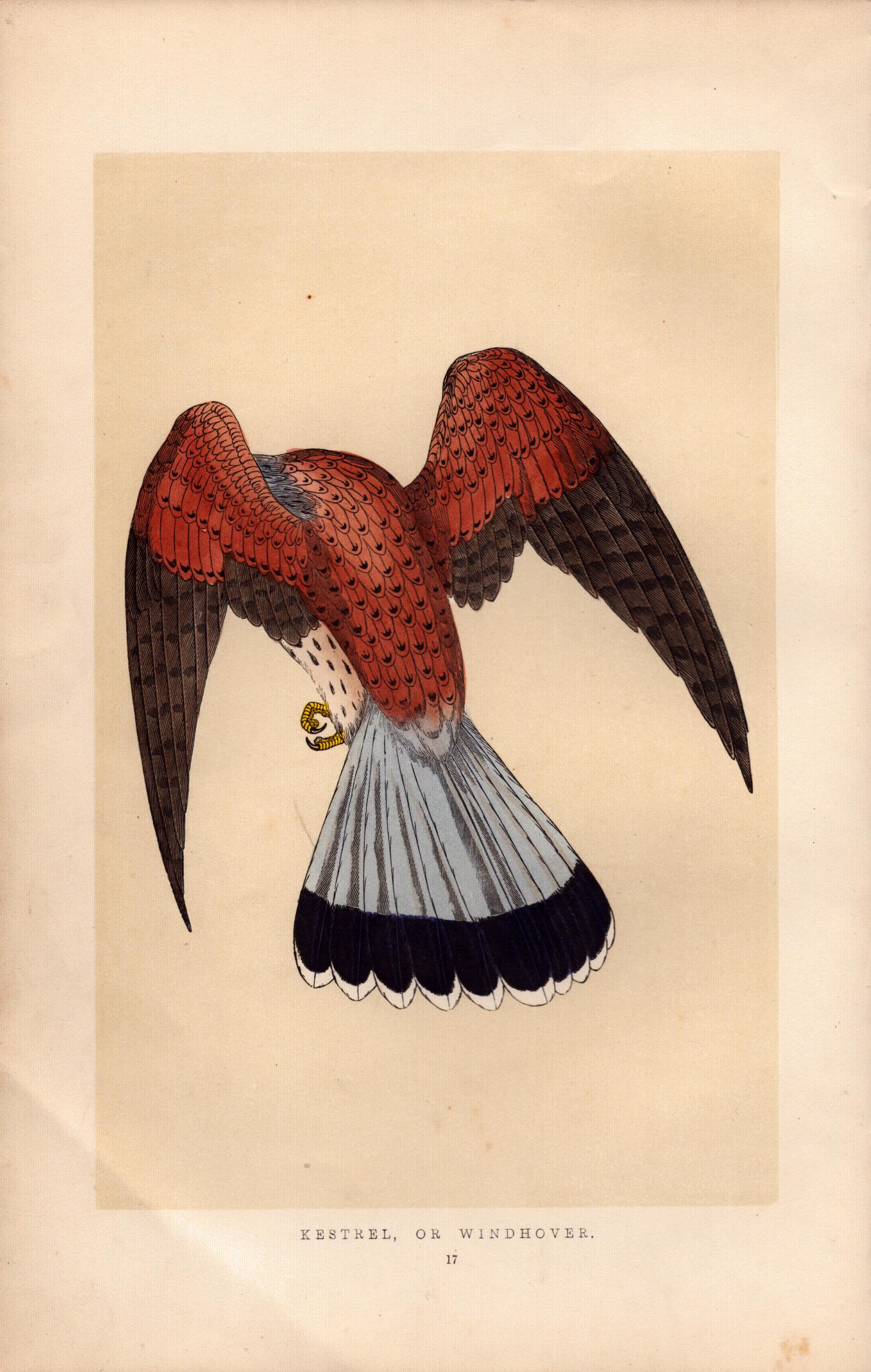 Kestrel Rev Morris Antique History of British Birds Engraving.