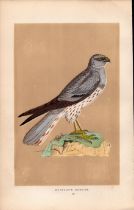 Montagu’s Harrier Rev Morris Antique History of British Birds Engraving.