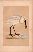 Spoonbill Rev Morris Antique History of British Birds Engraving.