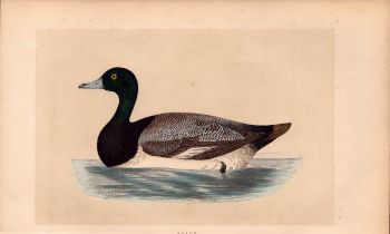 Scaup Rev Morris Antique History of British Birds Engraving.