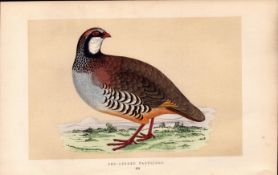 Red-Legged Patridge Rev Morris Antique History of British Birds Engraving.