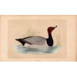 Pochard Rev Morris Antique History of British Birds Engraving.