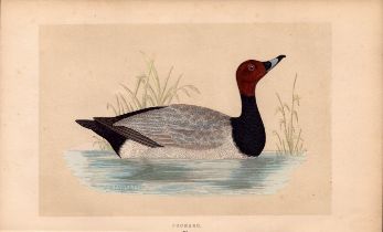 Pochard Rev Morris Antique History of British Birds Engraving.