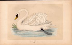 Mute Swan Rev Morris Antique History of British Birds Engraving.