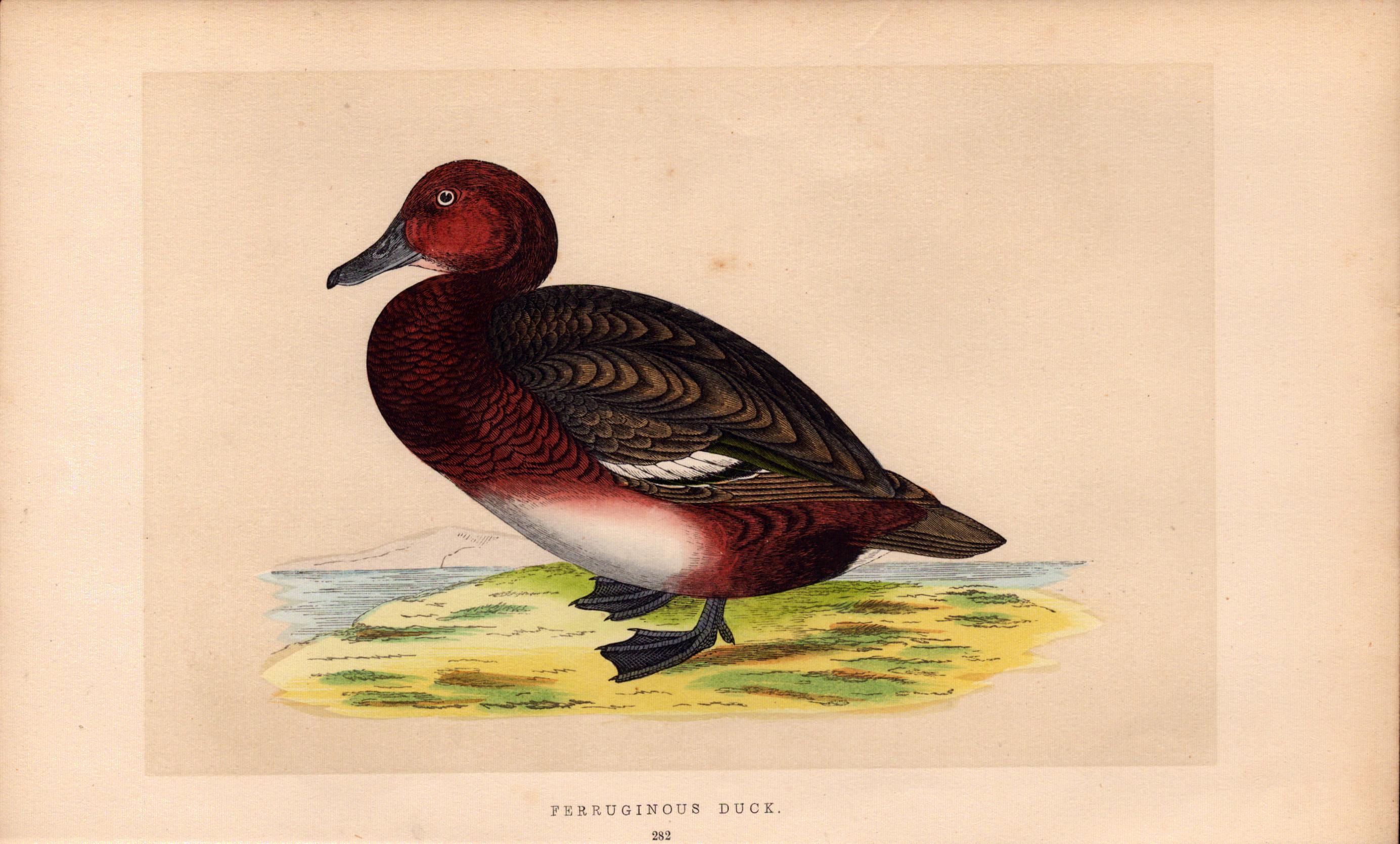 Ferruginous Duck Rev Morris Antique History of British Birds Engraving.