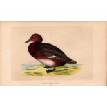 Ferruginous Duck Rev Morris Antique History of British Birds Engraving.