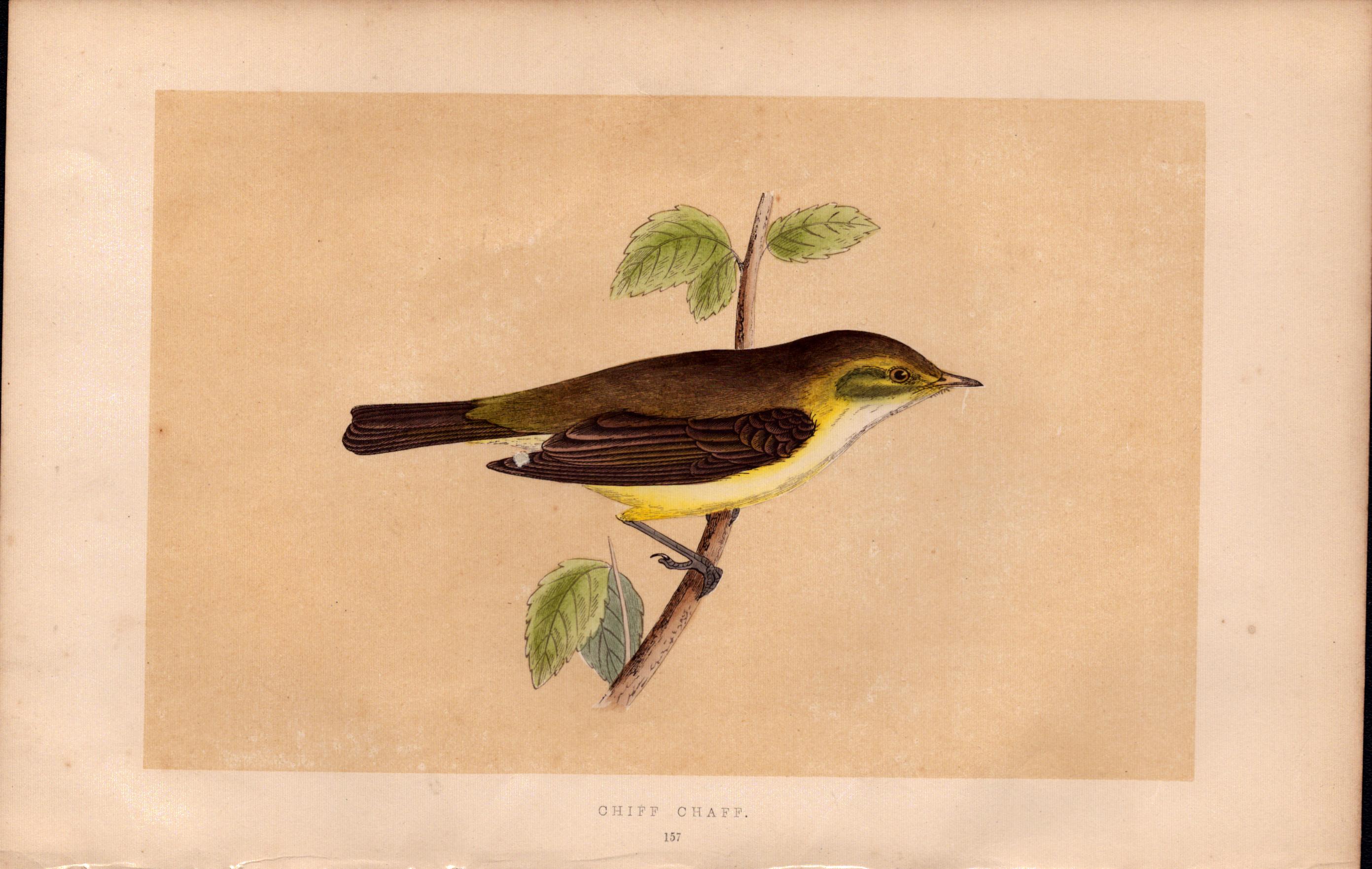 Chiff Chaff Warbler Rev Morris Antique History of British Birds Engraving.