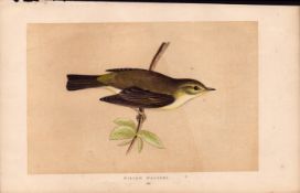 Willow Warbler Rev Morris Antique History of British Birds Engraving.