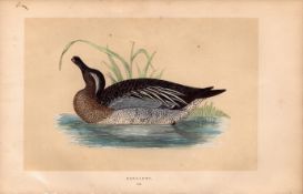 Garganey Rev Morris Antique History of British Birds Engraving.