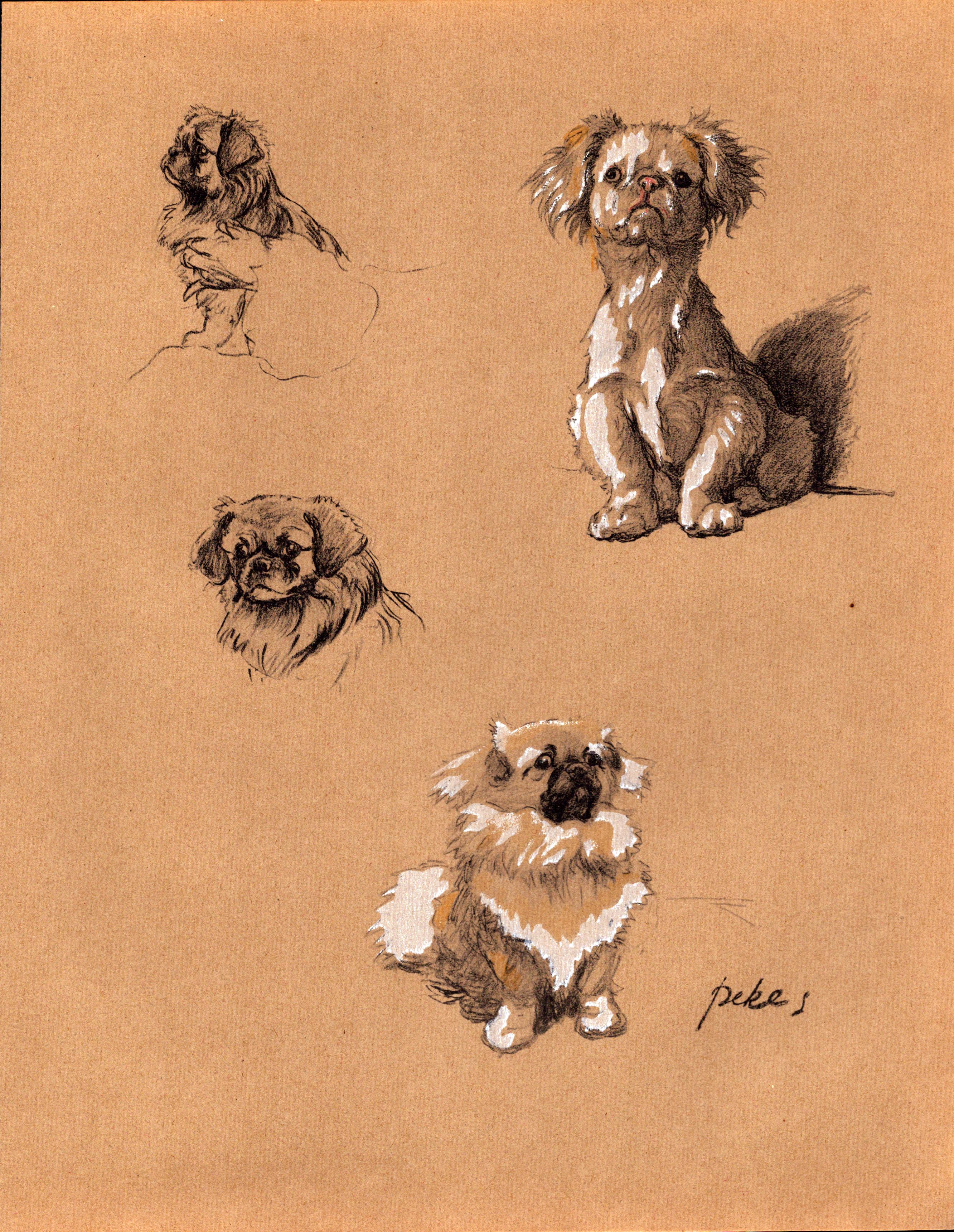 Cecil Aldin Vintage Dog Illustrations Selection of Pekinese-27.