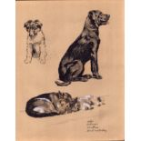 Cecil Aldin Dog Illustrations Retriever Alsatian Collie Keeshund-26.