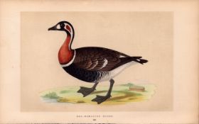 Red Breasted Goose Rev Morris Antique History of British Birds Engraving.