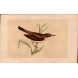 Reed Warbler Rev Morris Antique History of British Birds Engraving.