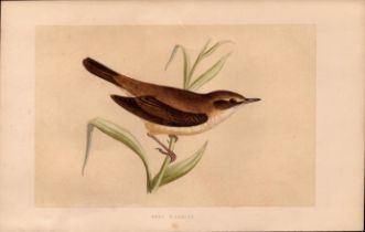 Reed Warbler Rev Morris Antique History of British Birds Engraving.