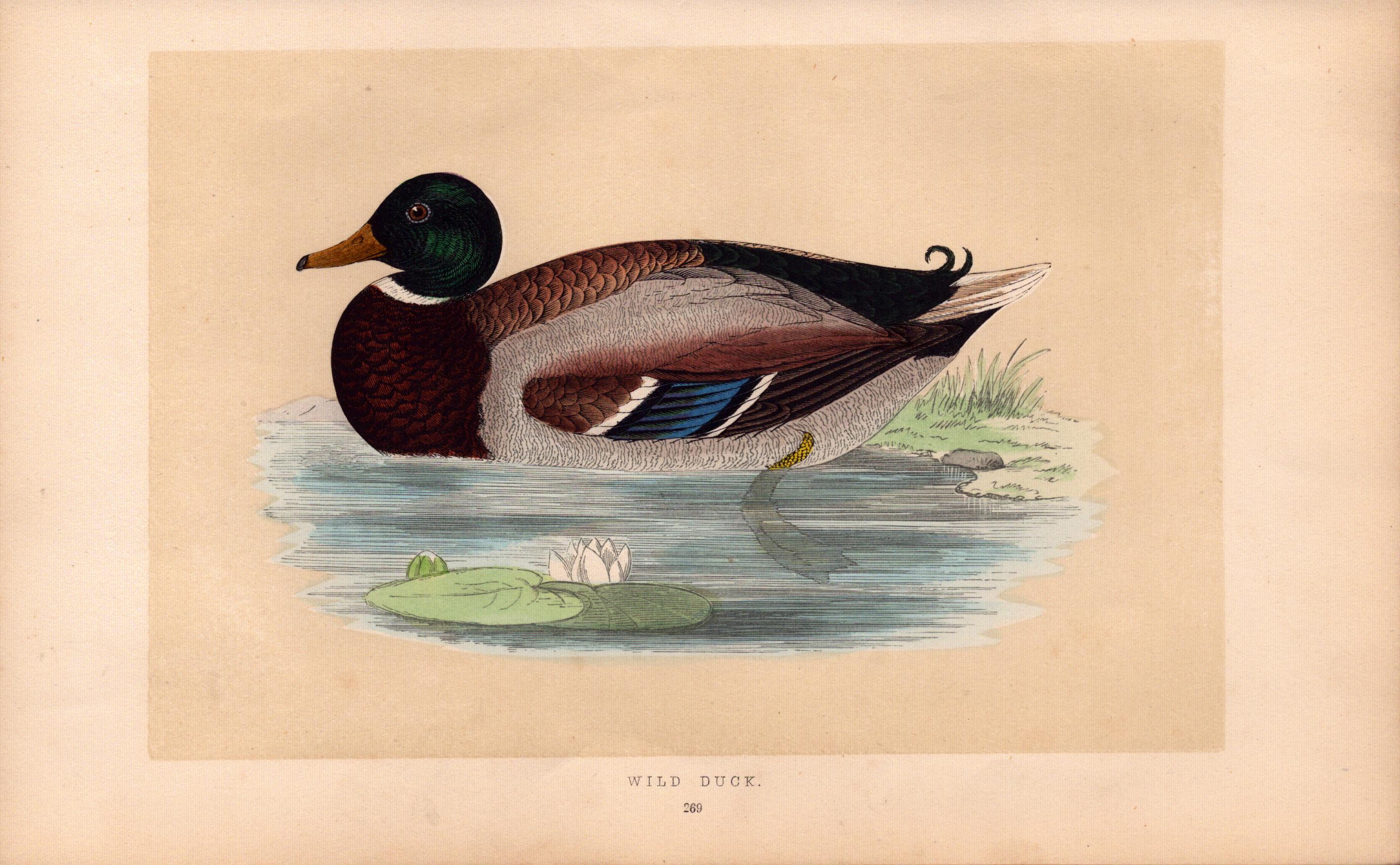 Wild Duck Rev Morris Antique History of British Birds Engraving.