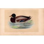 Wild Duck Rev Morris Antique History of British Birds Engraving.