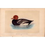 Red-Crested Whistling Duck Rev Morris Antique History of British Birds Engraving.