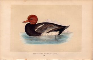 Red-Crested Whistling Duck Rev Morris Antique History of British Birds Engraving.